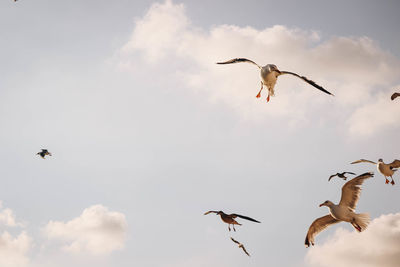 Low angle view of seagulls flying