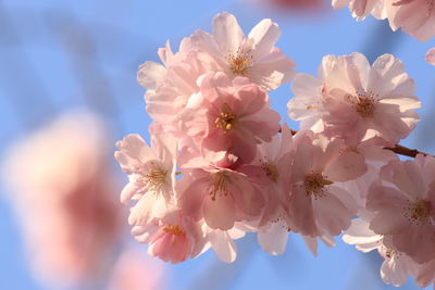 Close-up of white cherry blossom