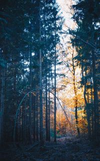 Trees in forest during autumn