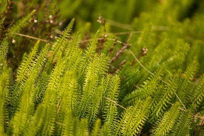 Close-up of pine tree