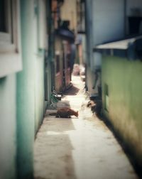 View of cat on alley amidst buildings