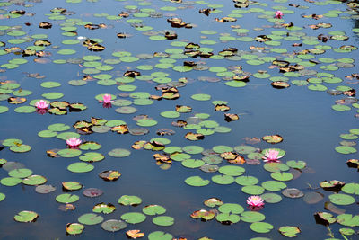 High angle view of lotus water lily in lake