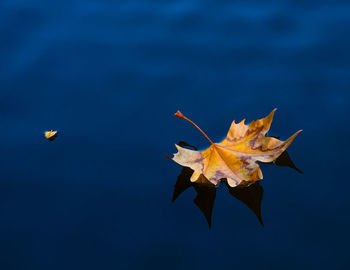 Autumnal scene of a large and a small golden leaves floating on the smooth water of of a pond