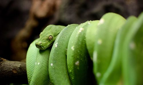 Close-up of green lizard
