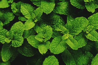 Close-up of green leaves