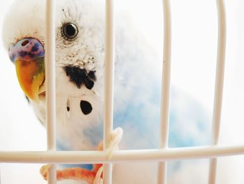 Close-up of parakeet in birdcage