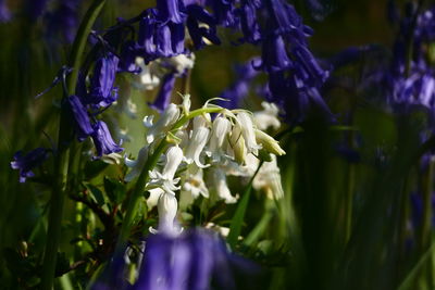 Close-up of purple flowers