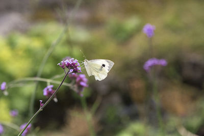 Close-up of butterfly pollinating on purple flower