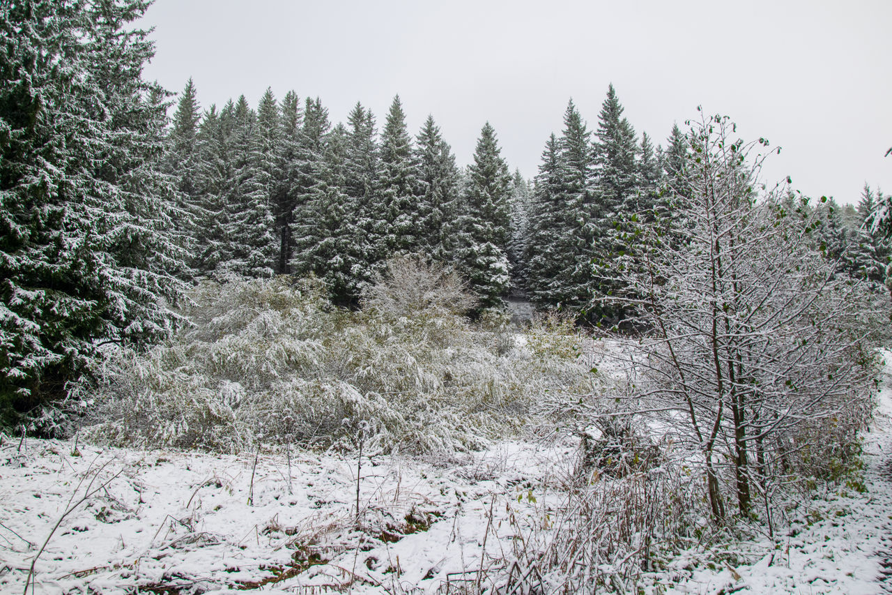 TREES ON SNOW COVERED FIELD DURING WINTER