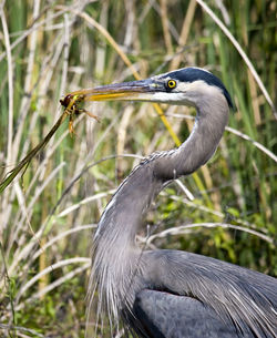 Close-up of gray heron