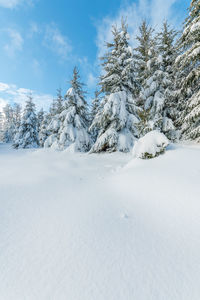 Fir forest in the snowy mountain in winters. france, vosges