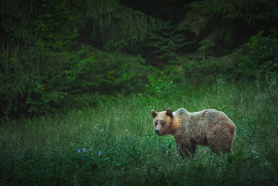 Wild brown bear in the forests of harghita area, romania.