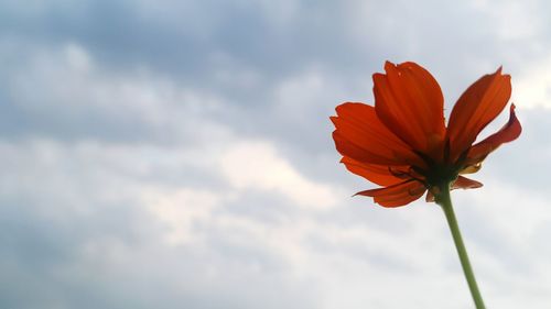 Low angle view of flower against sky