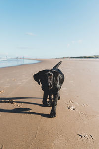 Portrait of dog walking at beach against sky during sunny day