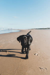 Dog standing on beach