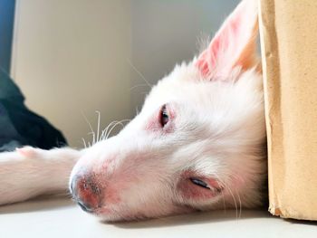 Close-up of a dog resting at home