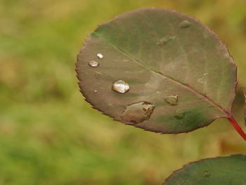 Close-up of insect on leaf