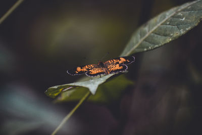 Close-up of butterfly on leaf