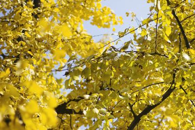 Low angle view of yellow tree