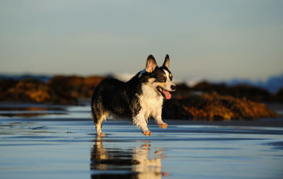 Dog in lake against sky during sunset