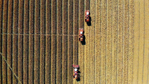 Aerial top view. three big red combine harvester machines harvesting corn field in early autumn