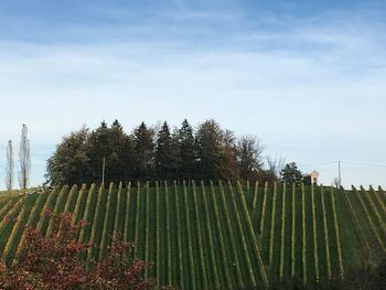 Trees growing on field against sky