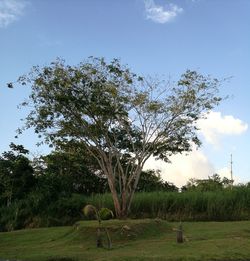 Tree on field against sky