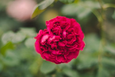 Close-up of pink rose