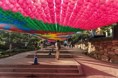 View of multi colored flowers