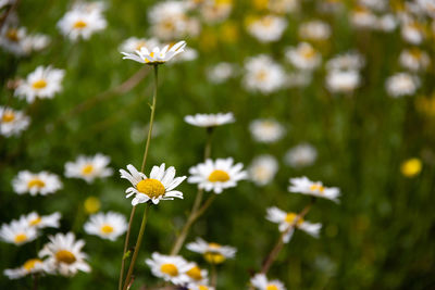 Close-up of white daisy flowers on field