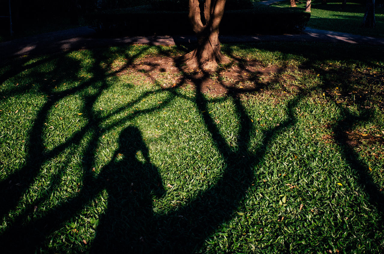 shadow, grass, lifestyles, leisure activity, sunlight, men, field, tree, focus on shadow, standing, growth, unrecognizable person, green color, high angle view, nature, person, tree trunk, grassy