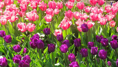 Close-up of pink tulip flowers in field