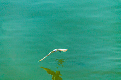 Bird flying over sea