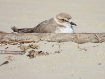 Close-up of kentish plover nesting on sand