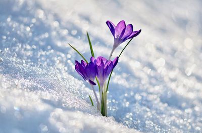 Close-up of crocus blooming during winter