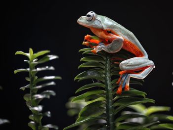 Close-up of crab on plant against black background