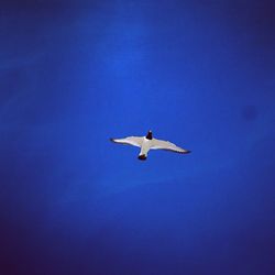 Seagull flying against blue sky