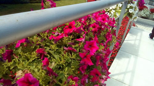 High angle view of pink flowering plants