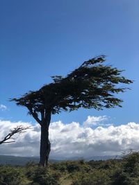 Low angle view of tree against sky