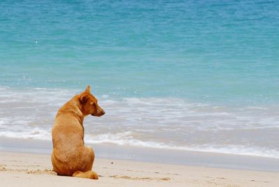 Rear view of a dog on shore