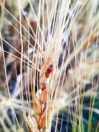 Close-up of spider