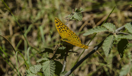 Butterfly on leaf