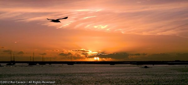 Silhouette bird flying over sea against sky during sunset