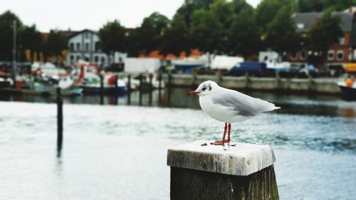 Seagull perching on wooden post