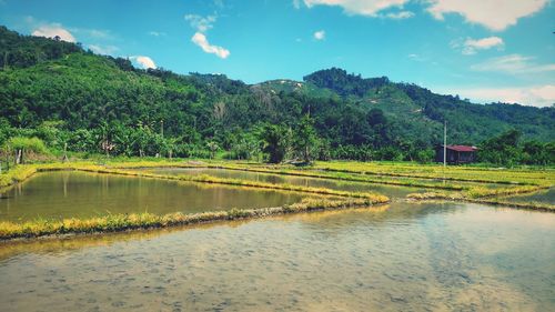 Scenic view of paddy fields against sky