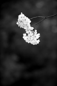 Close-up of flowers