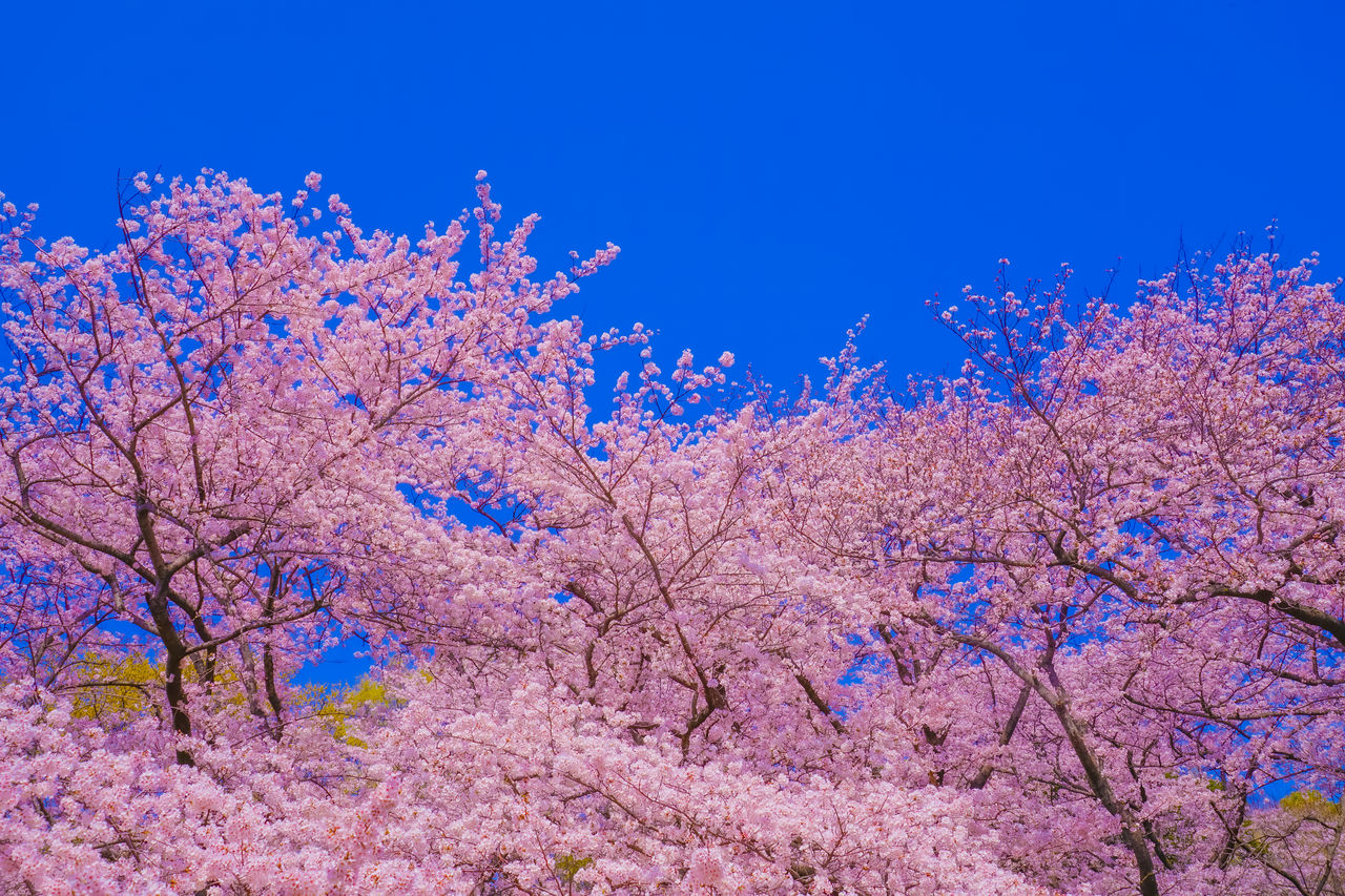 plant, tree, blossom, flower, flowering plant, springtime, beauty in nature, freshness, fragility, nature, pink, sky, cherry blossom, growth, branch, blue, cherry tree, no people, clear sky, low angle view, spring, outdoors, day, fruit tree, scenics - nature, tranquility, botany