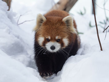 Close-up of a snow covered animal