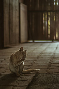 Cat sitting on footpath