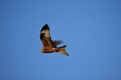 Low angle view of eagle flying against clear blue sky